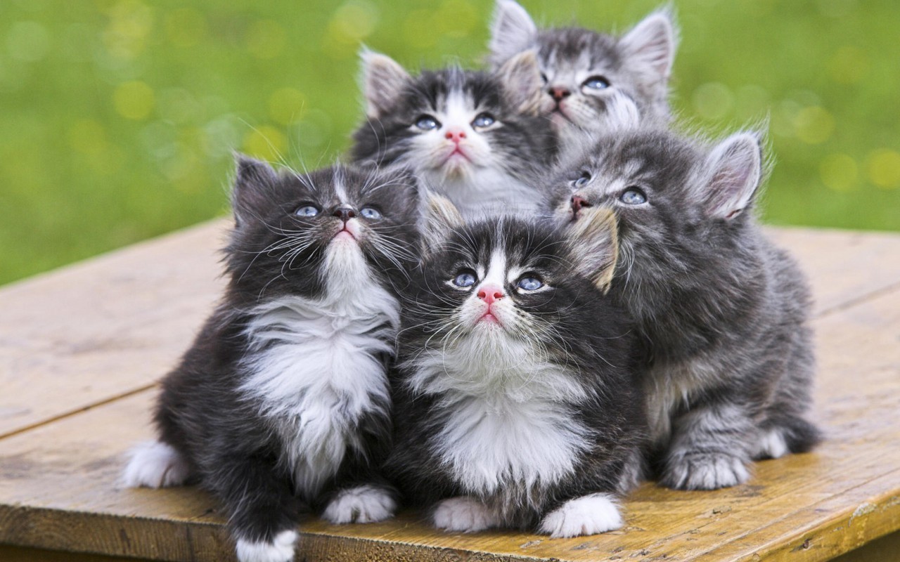 Cute-Kittens-kittens-16094704-1280-800.jpg