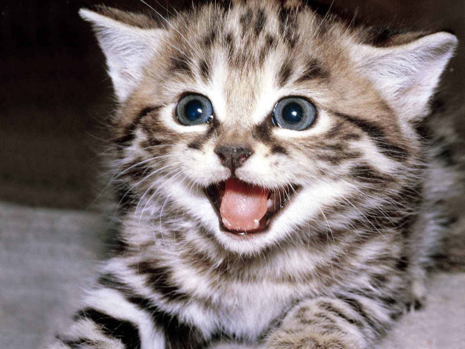 happy-kitten-kittens-5890512-1600-1200.j