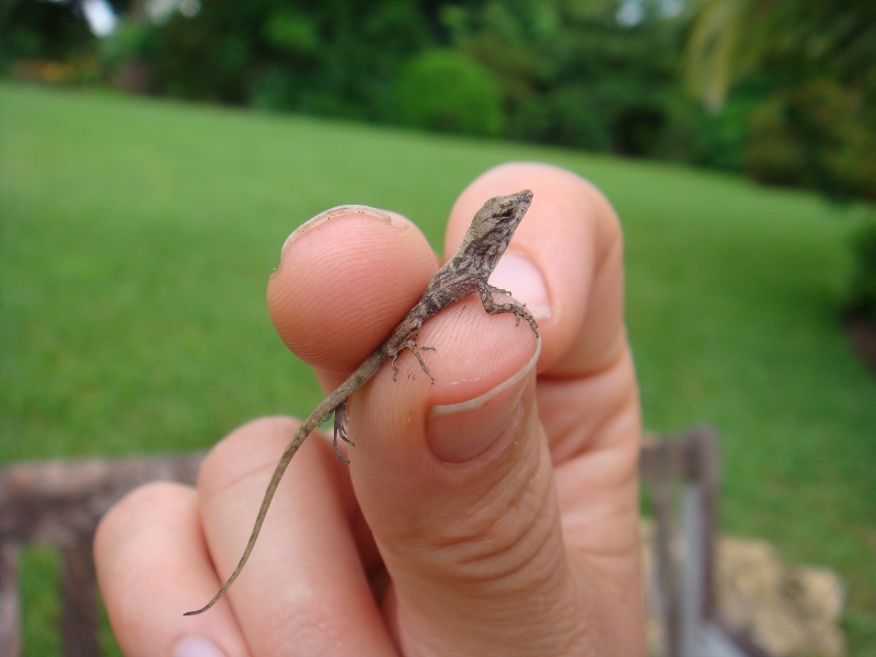 critter-babies-lizards