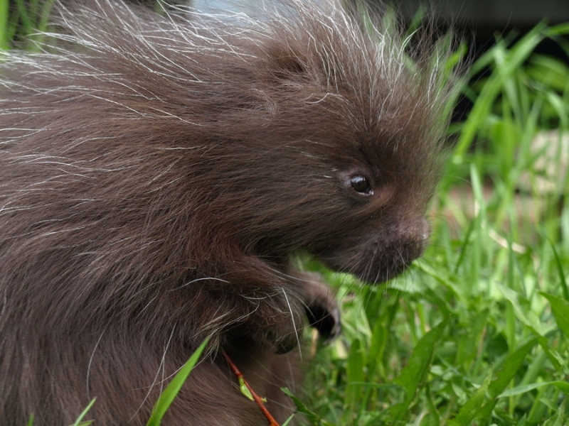 Baby Porcupines