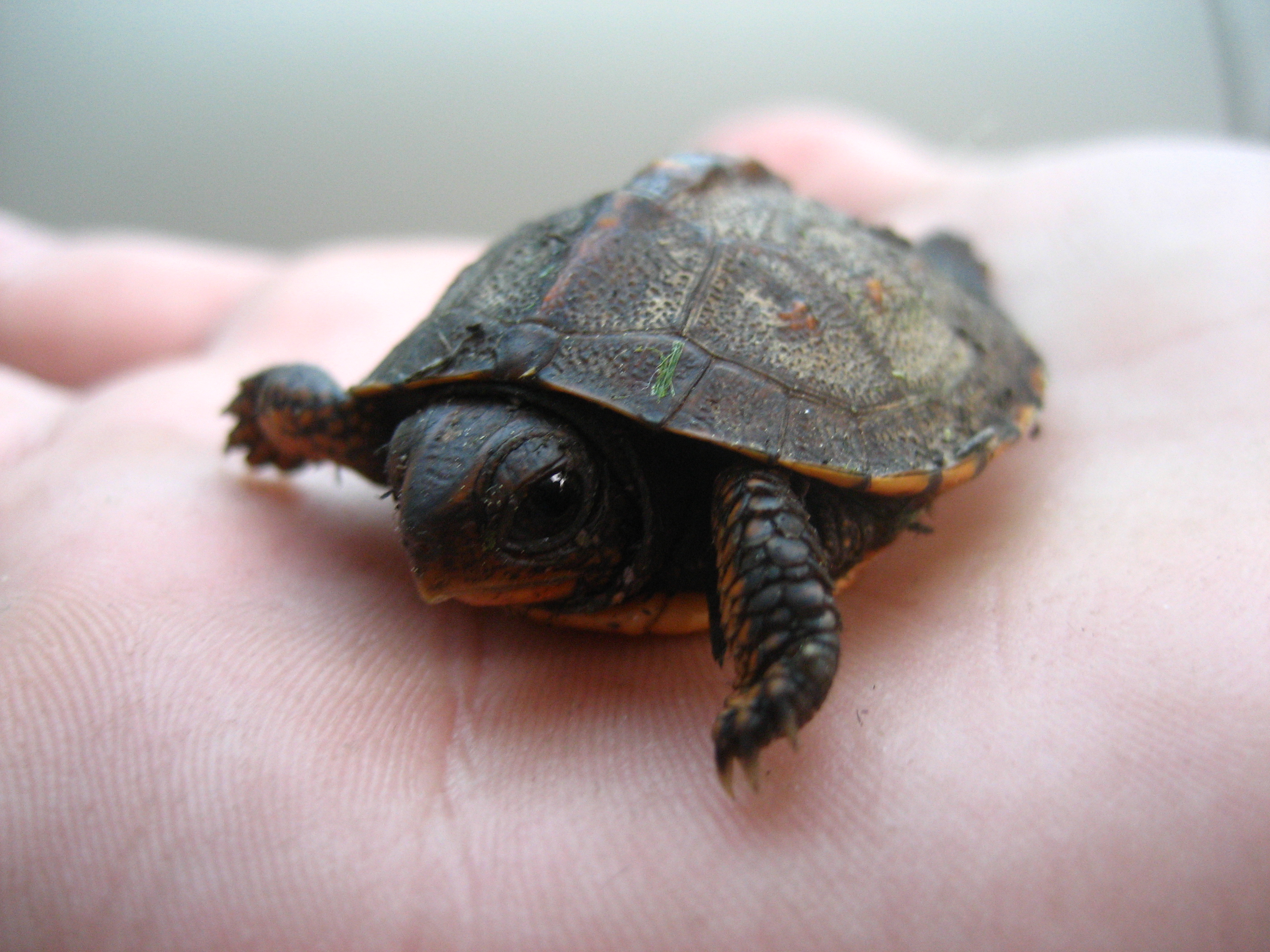 what-to-do-if-tortoise-is-not-eating-whatdosi