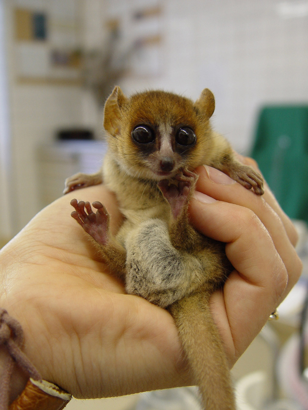 Baby Lemurs