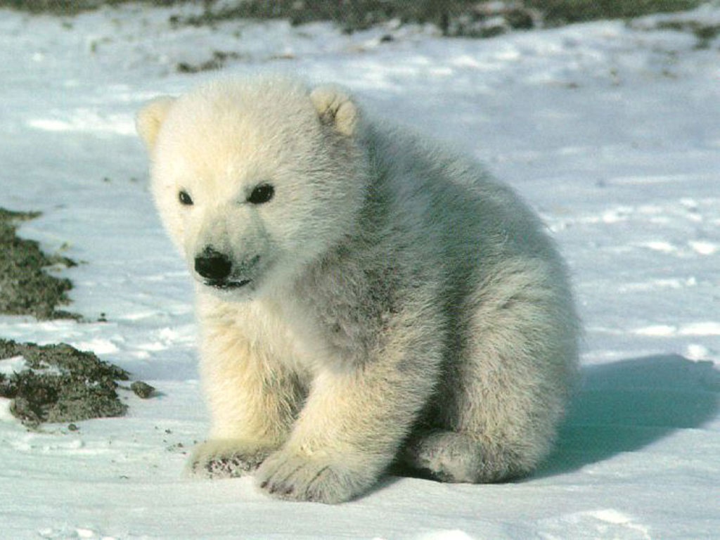 fluffy polar bear