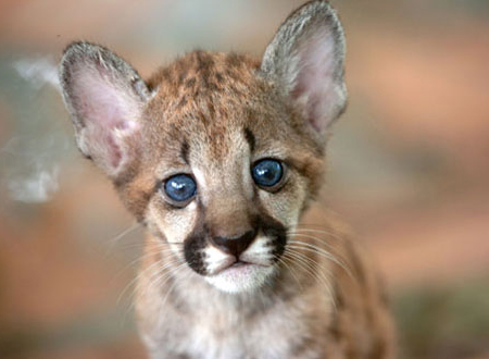 baby puma cat for sale