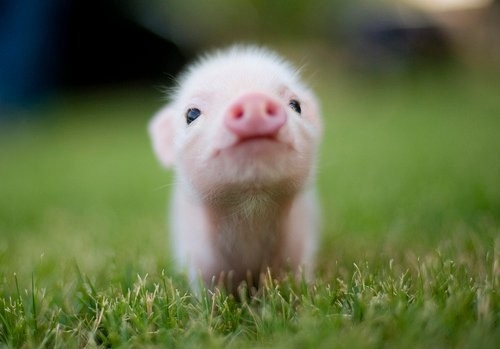 Image result for baby pig
