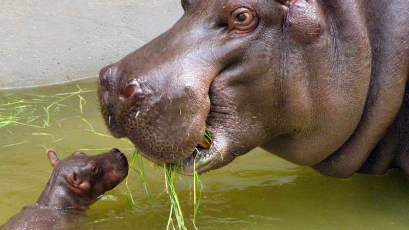 Baby Hippos