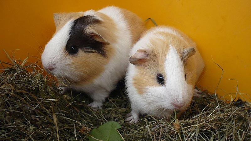 raising baby guinea pigs