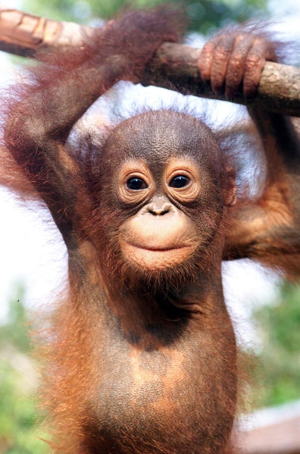 orang_utan_babies of beautiful dangerous animals beautiful african