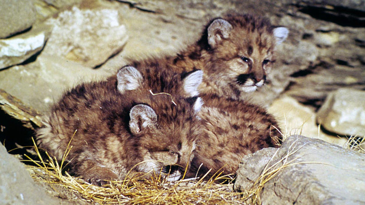 baby puma is called